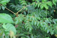 Aralia decaisneana