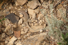 Aspidoscelis neotesselatus