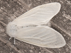 Leucoma salicis