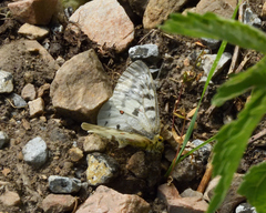 Parnassius clodius menetriesii