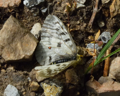 Parnassius clodius menetriesii