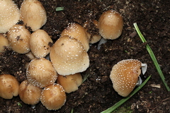 Coprinellus truncorum