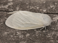 Leucoma salicis