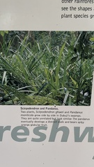 Scirpodendron ghaeri