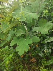 Macleaya cordata