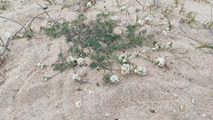 Astragalus olchonensis