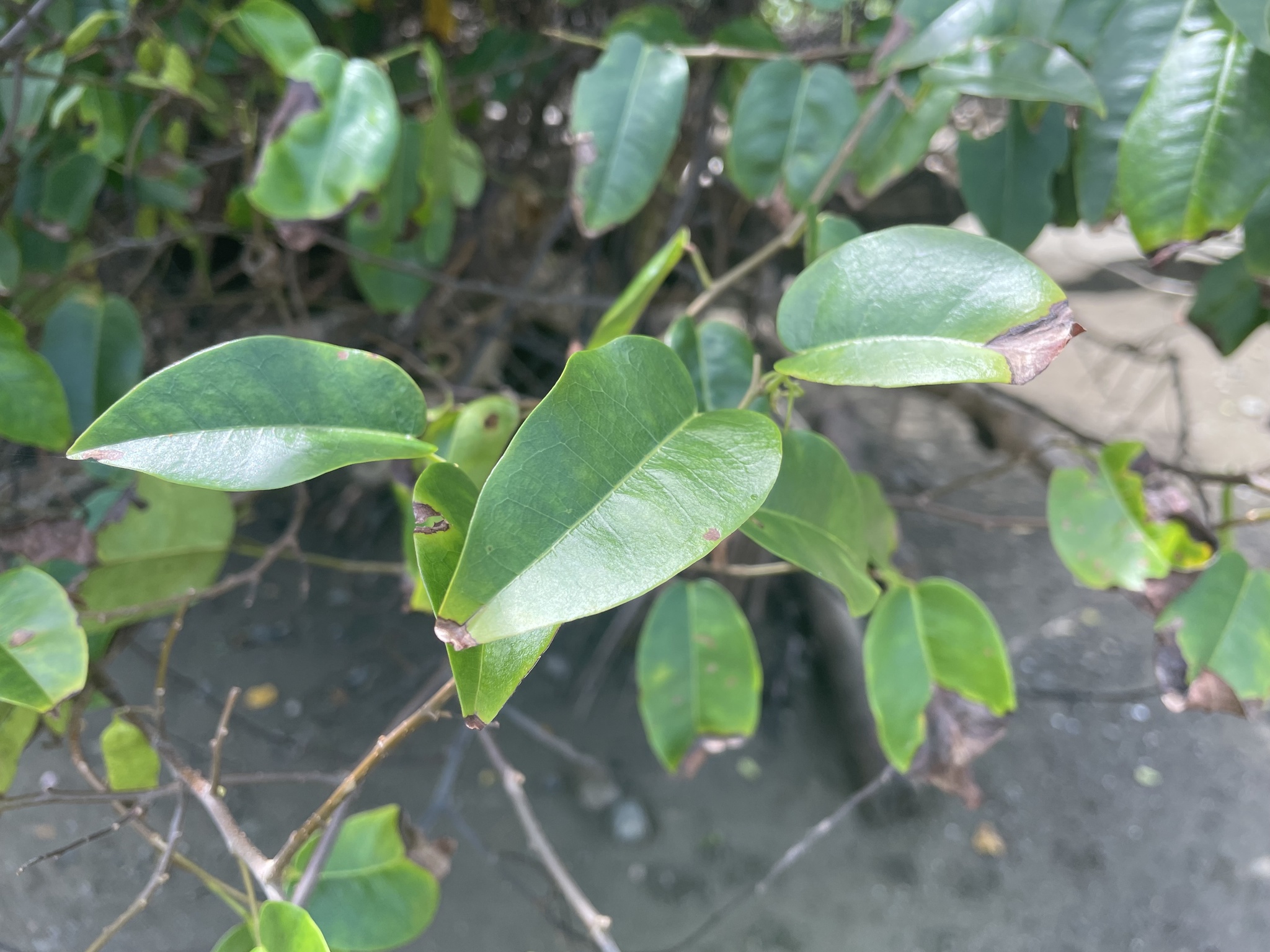 Dalbergia monetaria