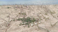 Astragalus olchonensis