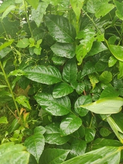 Gynostemma pentaphyllum