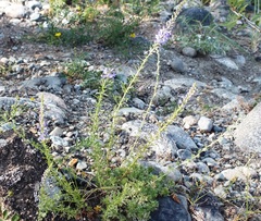 Veronica pinnata