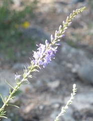 Veronica pinnata