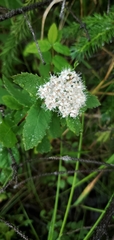 Spiraea stevenii