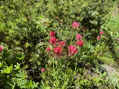 Castilleja parviflora