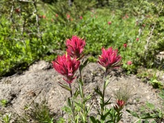 Castilleja parviflora