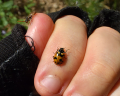 Hippodamia caseyi