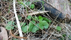 Dichondra repens