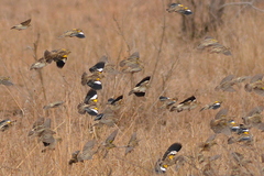 Euplectes albonotatus