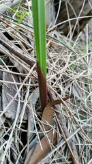 Gladiolus undulatus