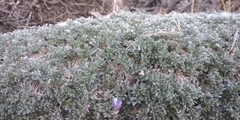 Lupinus breweri bryoides