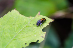 Glipa hilaris