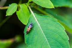Glipa hilaris