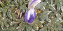 Lupinus breweri bryoides