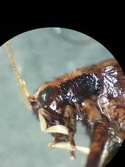 Lerneca inalata