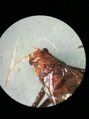 Lerneca inalata