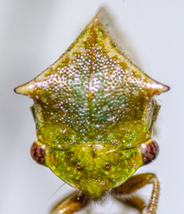 Tortistilus albidosparsa