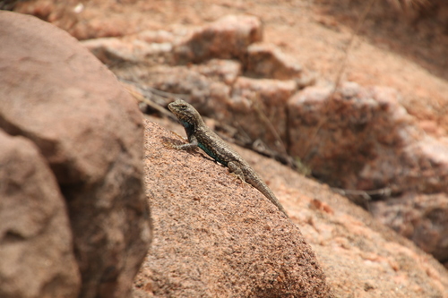 Prairie Lizard