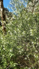 Anthocercis angustifolia