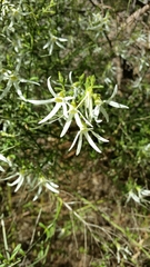 Anthocercis angustifolia