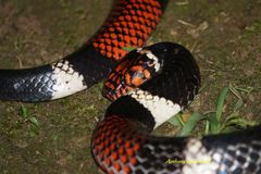 Micrurus surinamensis