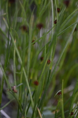 Schoenus nigricans