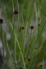 Schoenus nigricans