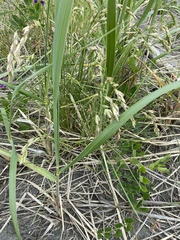 Poa eminens