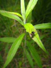 Chrysopilus proximus