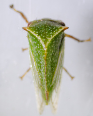 Tortistilus albidosparsa