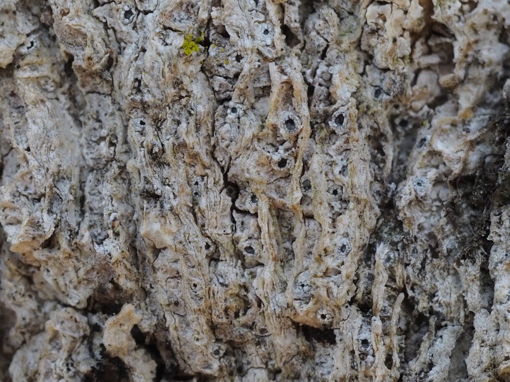 Thelotrema defectum