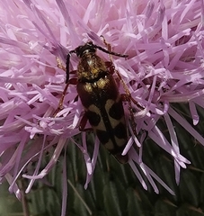 Typocerus octonotatus