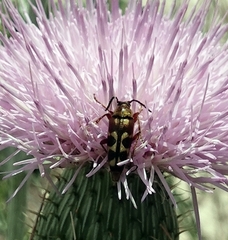 Typocerus octonotatus