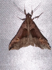 Palthis angulalis