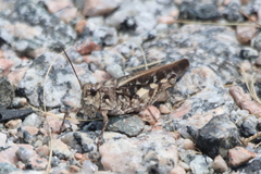 Pardalophora phoenicoptera