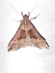 Palthis angulalis