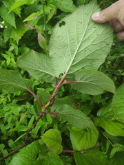 Actinidia chinensis