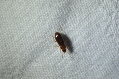 Badister neopulchellus