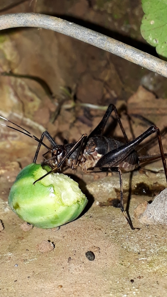 Eidmanacris meridionalis