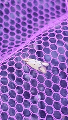 Agapeta zoegana