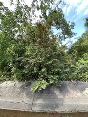 Chrysophyllum oliviforme