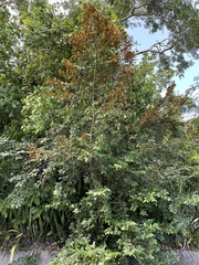 Chrysophyllum oliviforme